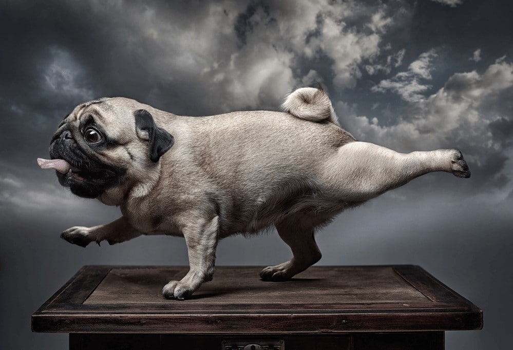 cachorro da raça pug
