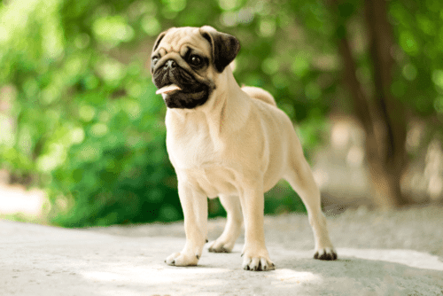 caracteristicas do pug