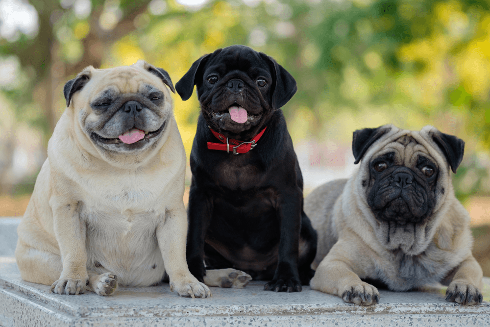 Cores de pug: foto com três pugs
