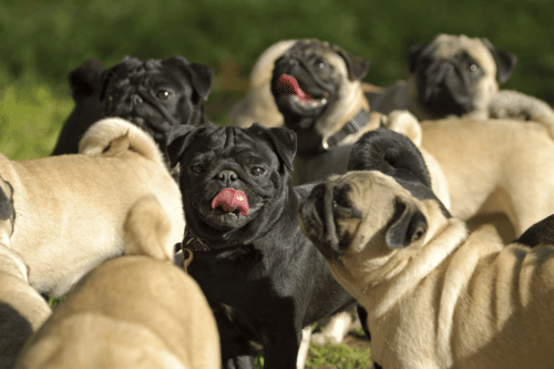 Cores de pug: foto de pugs de cores variadas