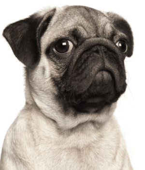 origem do pug: close de um pug