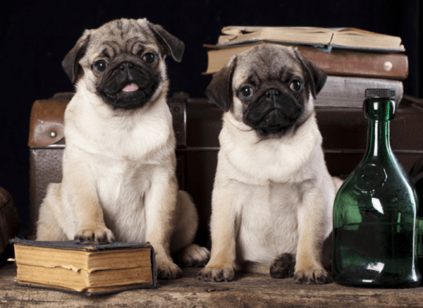 Pugs em meio à livros e objetos antigos