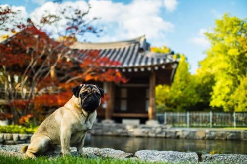 origem do pug: pug em um cenário asiático