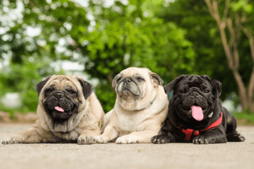 Origem do pug: pugs de diferentes pelagens lado a lado
