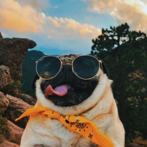 Pug com oculos escuros