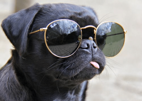 Pug teimoso com óculos escuros e mostrando a língua