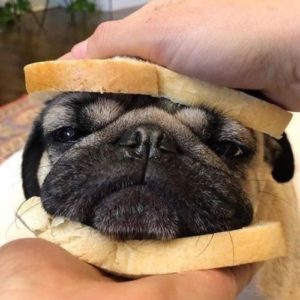 Sanduiche de pug