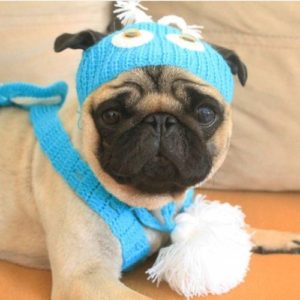 Pug com touquinha azul