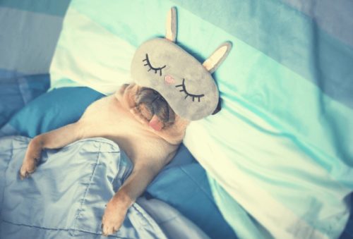 Pug preguiçoso
