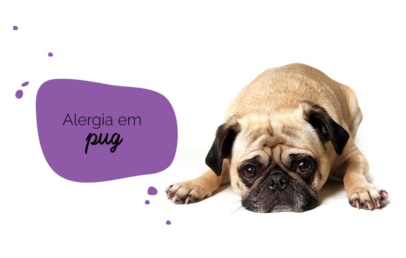 alergia em pug