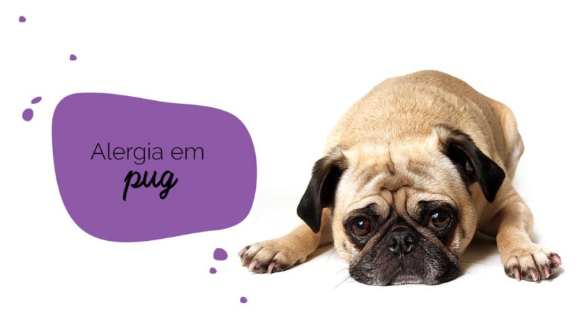 alergia em pug