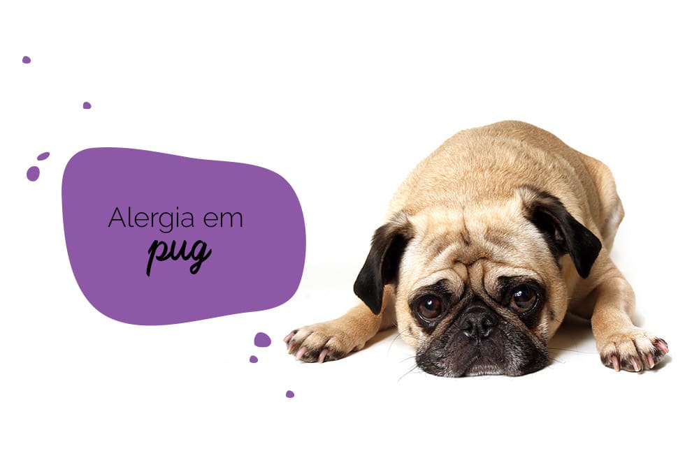 alergia em pug