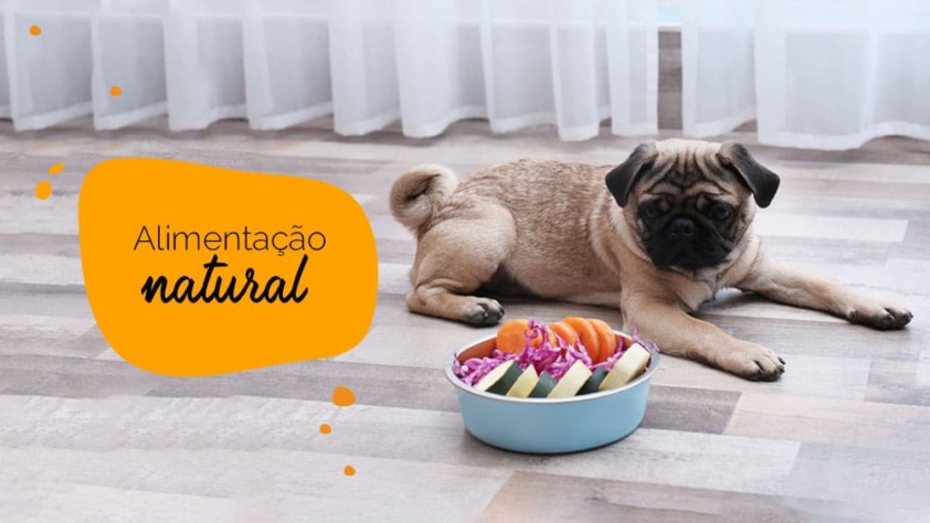 Alimentação natural para pugs: pug com um prato de vegetais