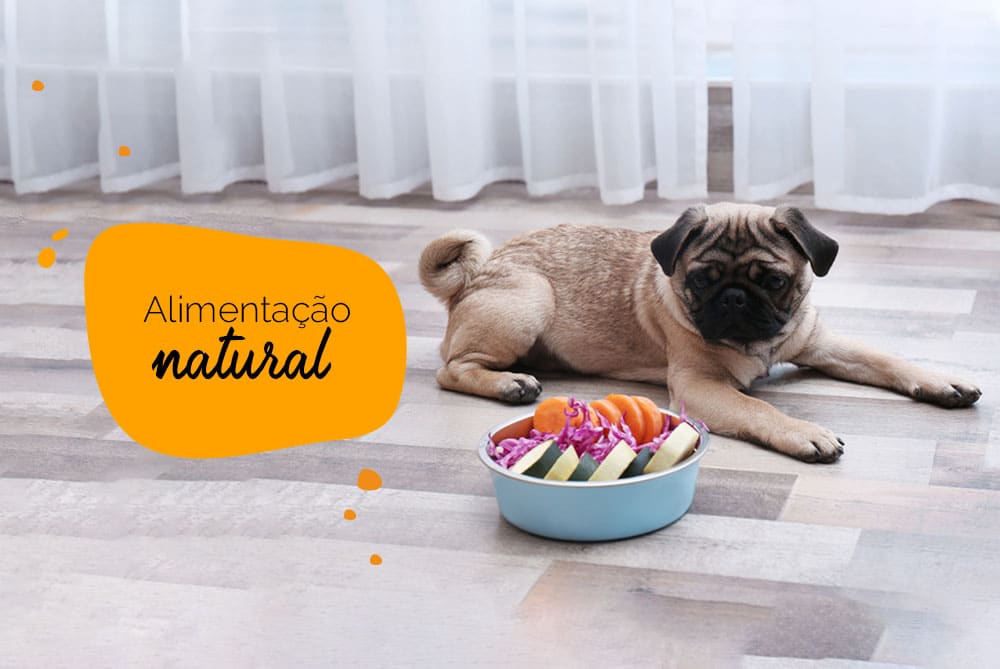 Alimentação natural para pugs: pug com um prato de vegetais