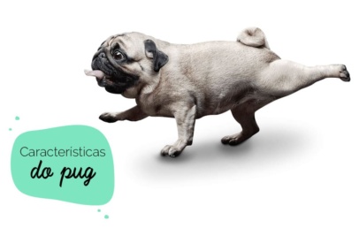 Características do pug: cachorro da raça pug