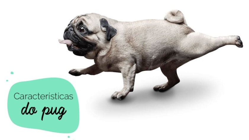 Características do pug: cachorro da raça pug