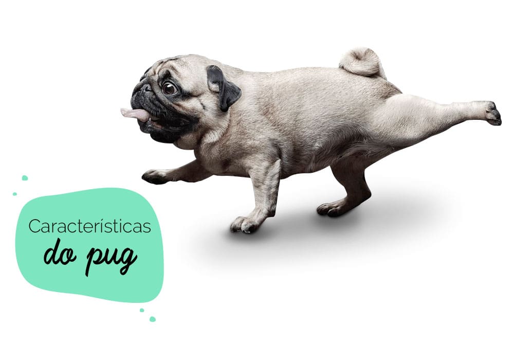 Características do pug: cachorro da raça pug