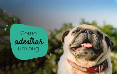 Como adestrar um pug: pug feliz no sol