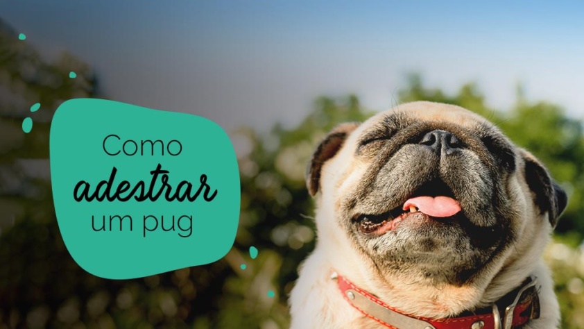 Como adestrar um pug: pug feliz no sol