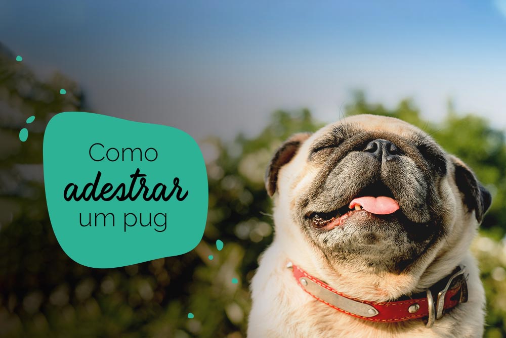 Como adestrar um pug: pug feliz no sol