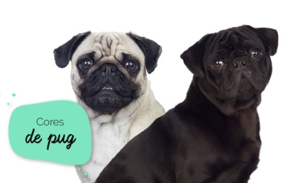 Cores de pug: foto com dois pugs