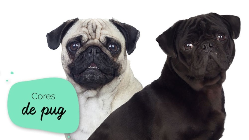 Cores de pug: foto com dois pugs