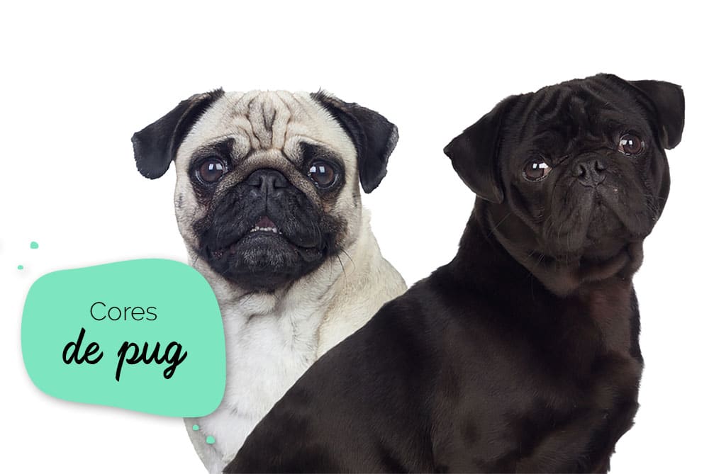 Cores de pug: foto com dois pugs