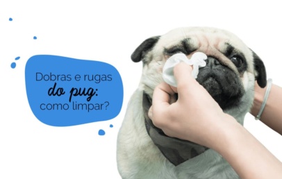 Como limpar as dobras do pug: cão sendo higienizado