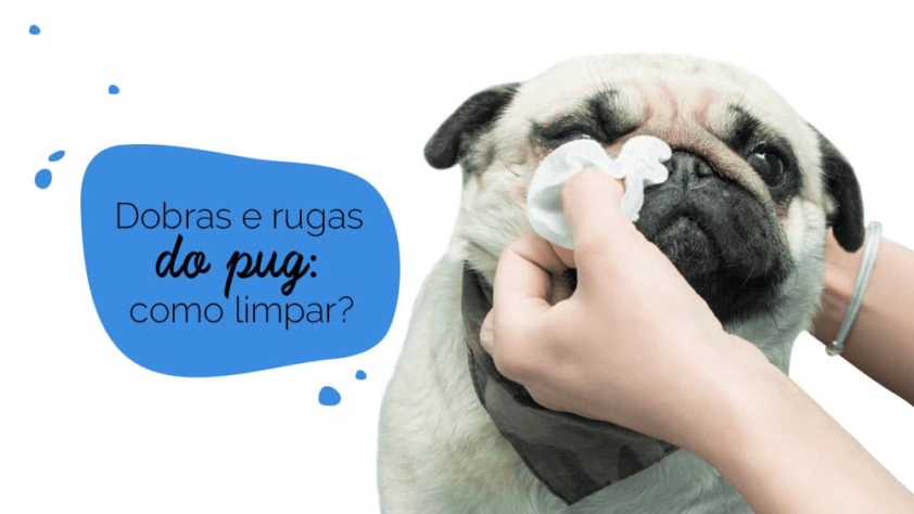 Como limpar as dobras do pug: cão sendo higienizado