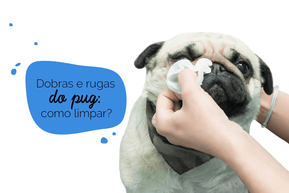 Como limpar as dobras do pug: cão sendo higienizado