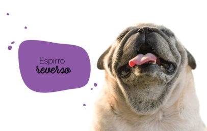 Espirro reverso em pugs