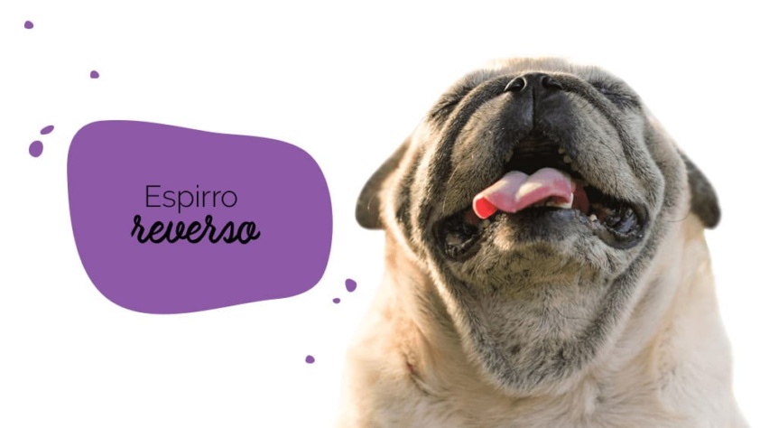 Espirro reverso em pugs