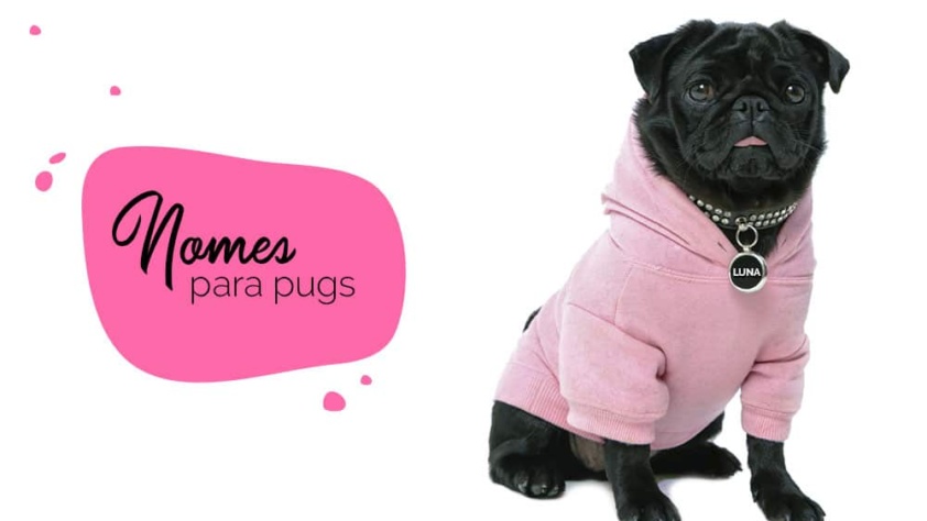 Nomes para pug: como escolher nome para o cachorro