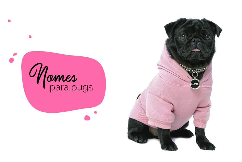 Nomes para pug: como escolher nome para o cachorro