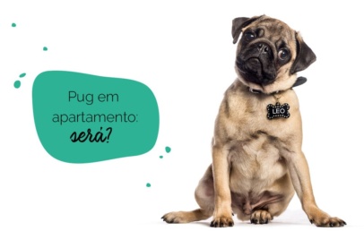 cachorro pug em apartamento: pug com cara de dúvida