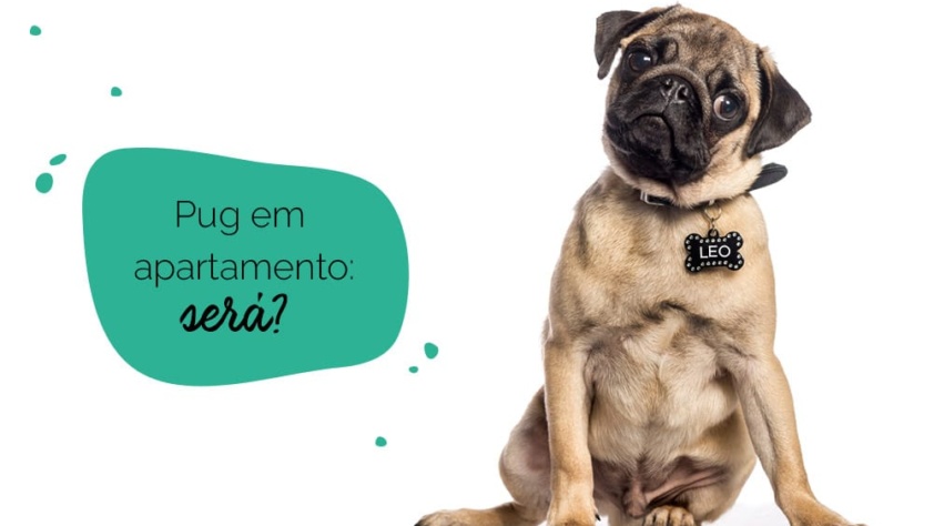 cachorro pug em apartamento: pug com cara de dúvida