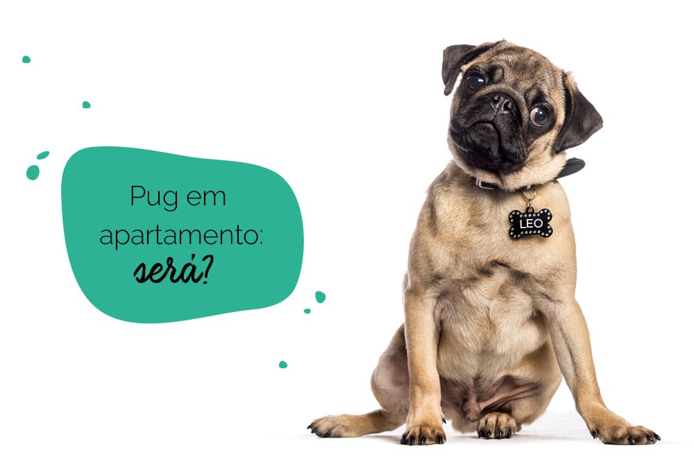 cachorro pug em apartamento: pug com cara de dúvida