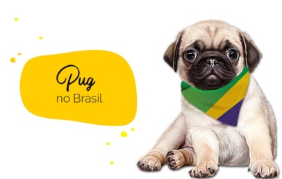 Pug no Brasil: pug com bandana do Brasil