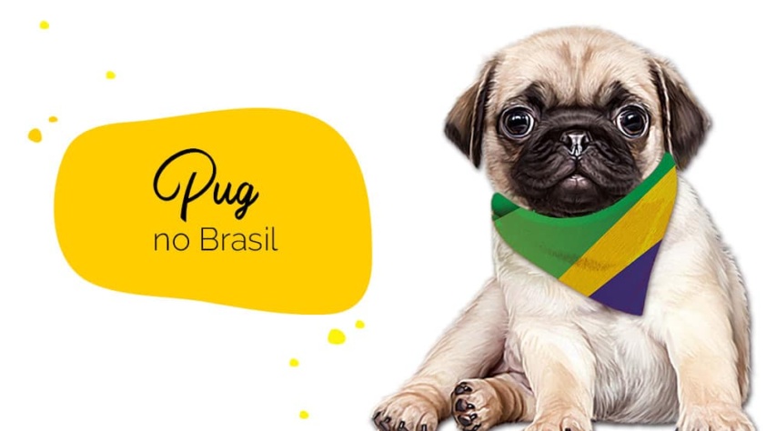 Pug no Brasil: pug com bandana do Brasil