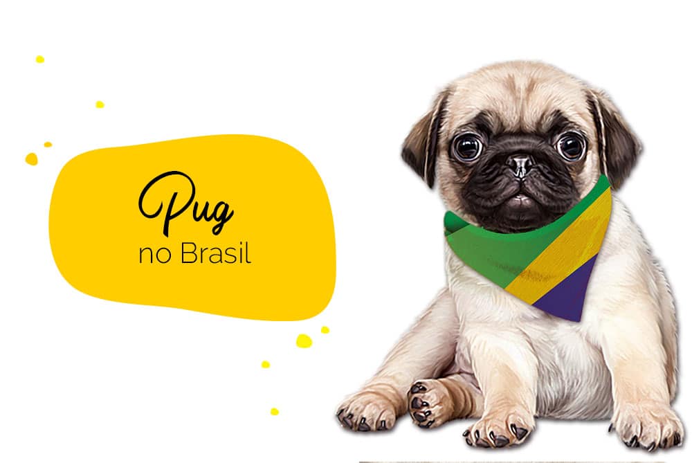 Pug no Brasil: pug com bandana do Brasil