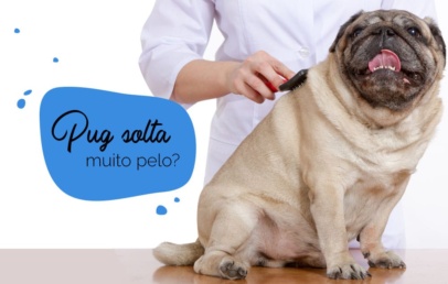 Cachorro pug solta muito pelo: pug sendo escovado