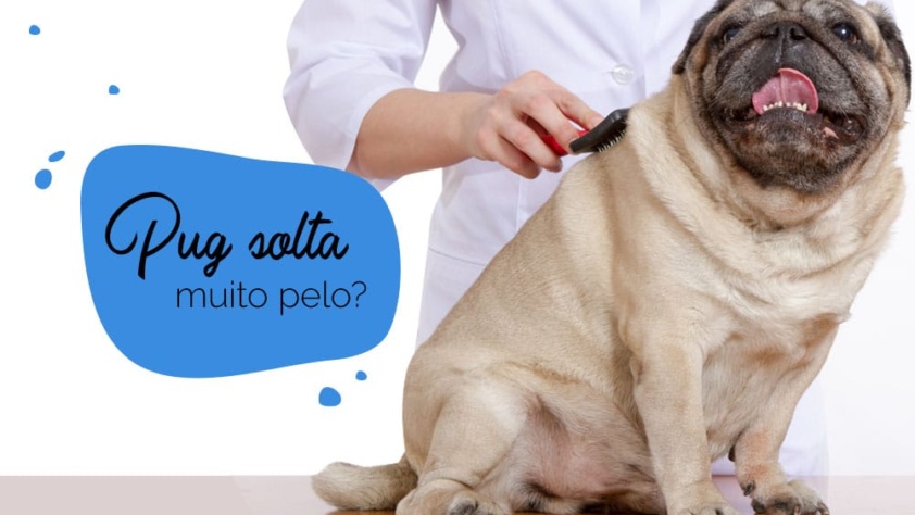 Cachorro pug solta muito pelo: pug sendo escovado