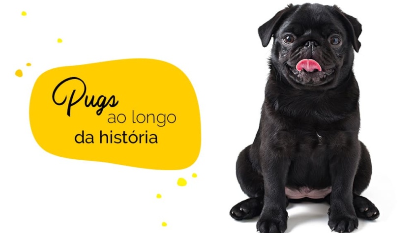Pugs: curiosidades históricas