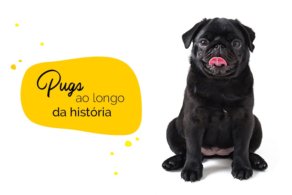 Pugs: curiosidades históricas