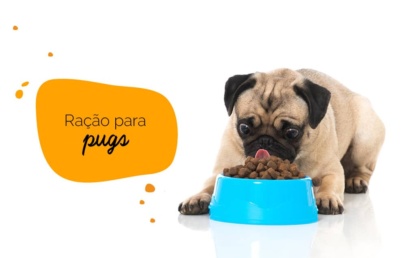Ração para pug: pug em frente de um prato de ração