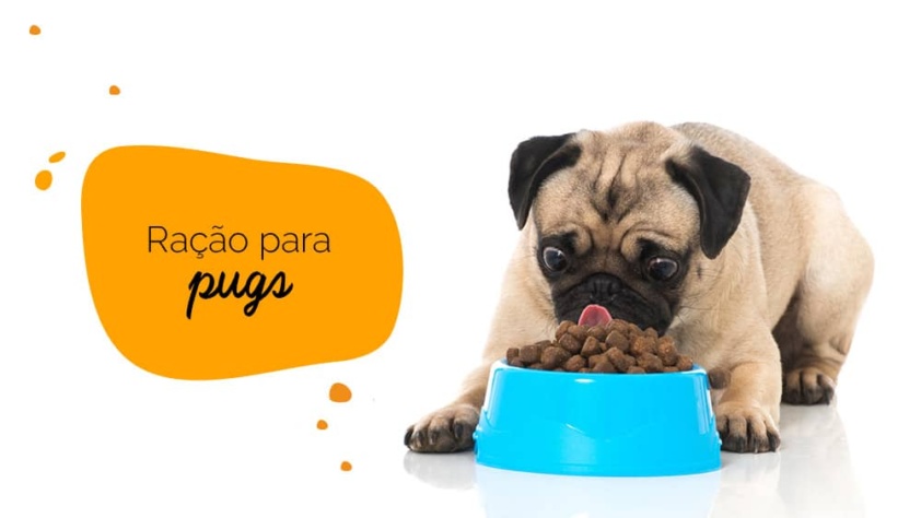 Ração para pug: pug em frente de um prato de ração