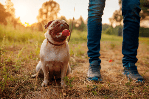 pug sentado com coleira