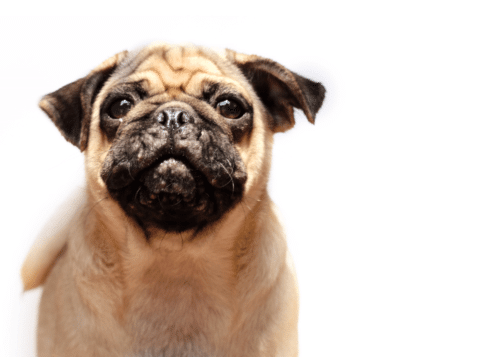 pug com acne canina