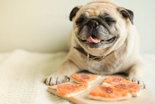 Pug comendo pizza