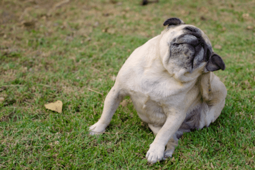 pug se coçando